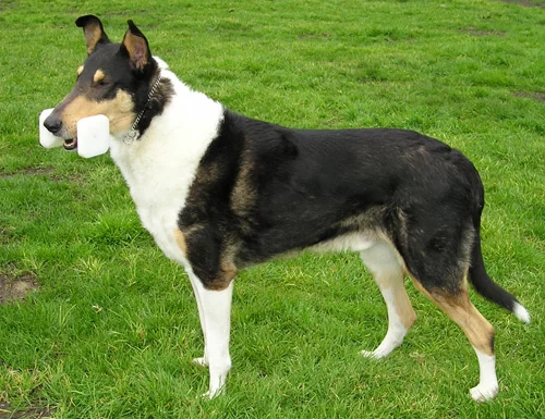 SmoothCollieTri2_wb.webp