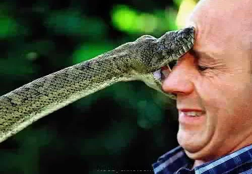 snakebite.webp