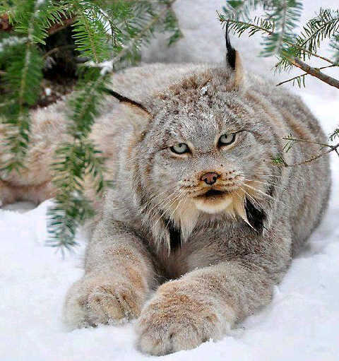 snow-cat.jpg