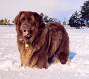 snow.webp