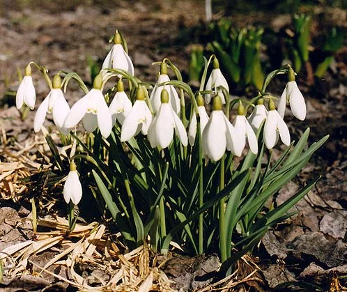 snowdrop.webp