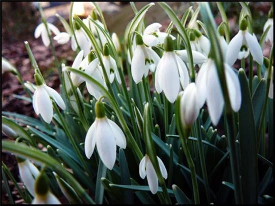 snowdrop.webp