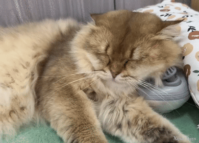 So_funny_and_cute_The_rooster_doesnt_allow_the_cat_to_hug_ (1).gif