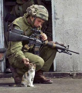 soldier-kitten.webp