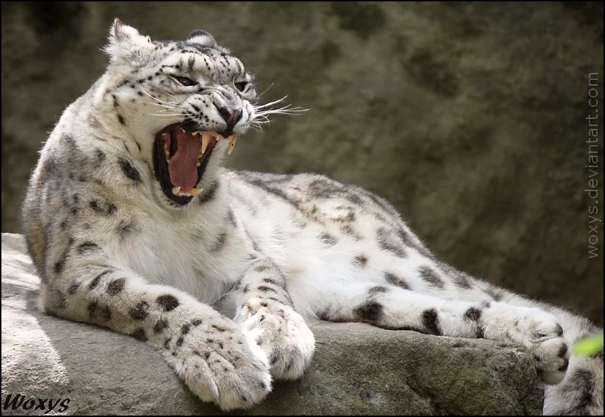 sooooo_tired_by_woxys-d79jton.webp