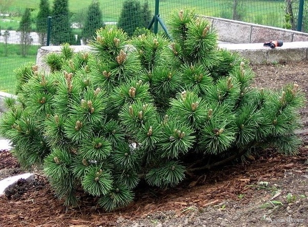 Sosna-girska-_Pumilio_-Pinus-mugo-_Pumilio_-1.jpg