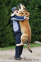 spain_mastiff7.webp