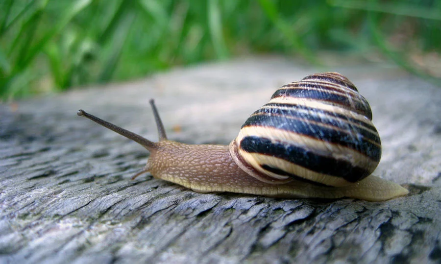 speed_by_a_sha_f-d66xvz2.webp