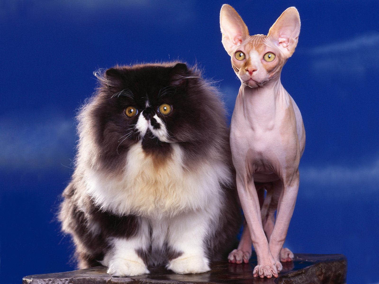 sphynx-and-persian-cats.jpg
