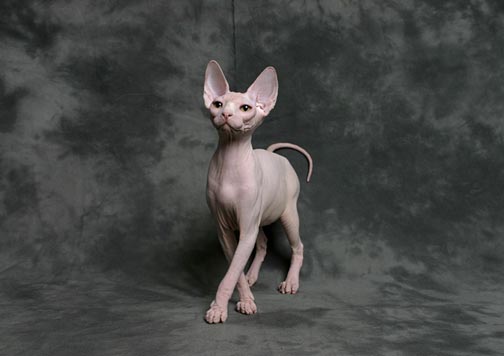 Sphynx-Cat.jpg