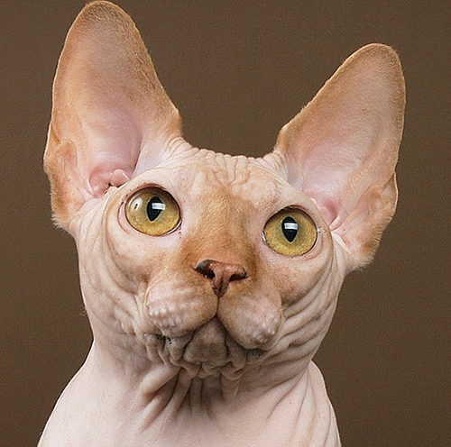 sphynx_cat_pigmalion_fase.jpg