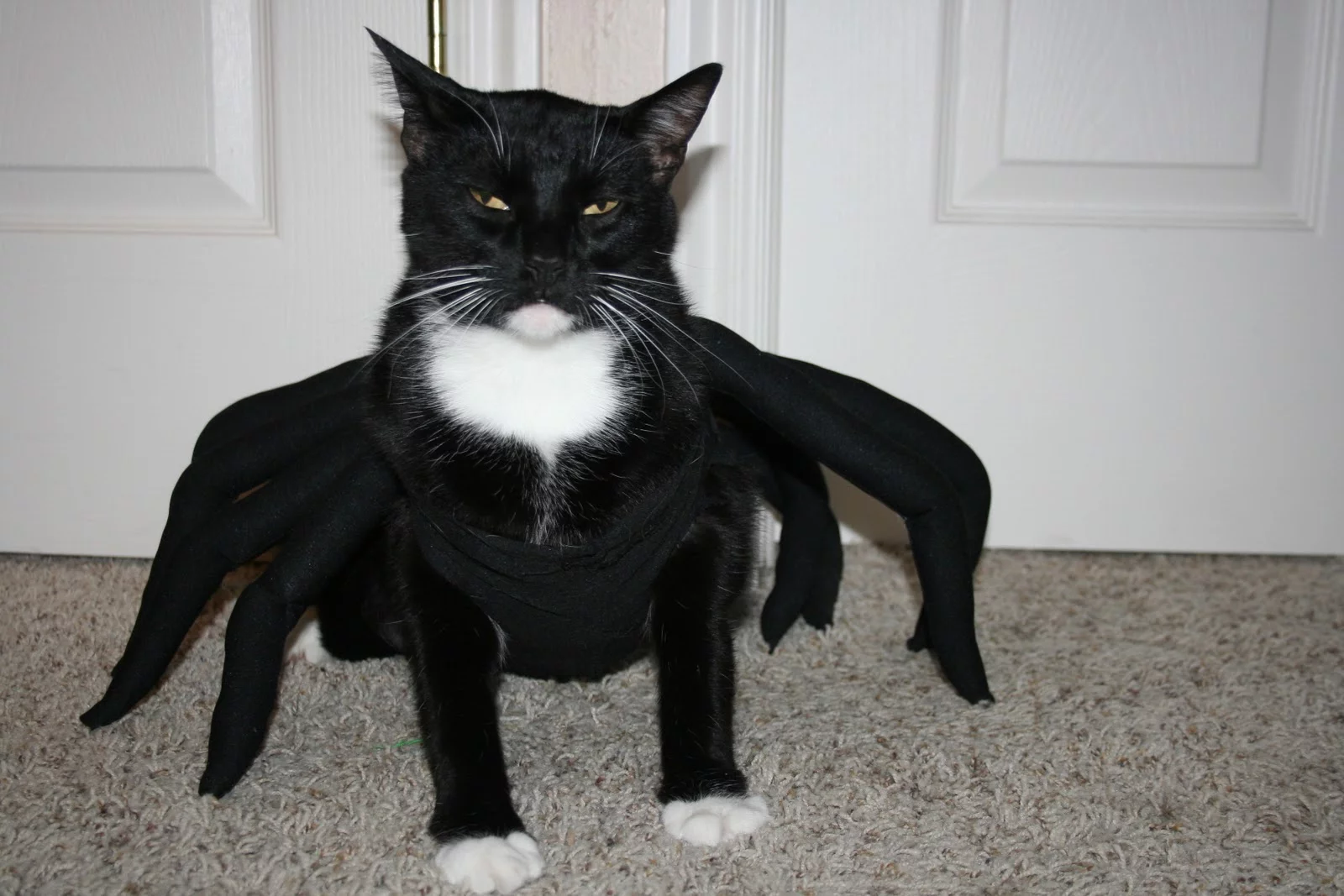 Spider-cat.webp