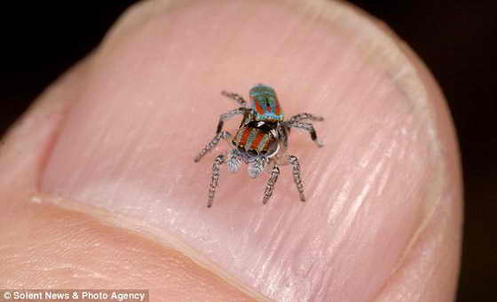 spider2.jpg