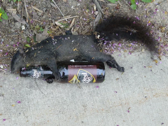 squirrel.webp