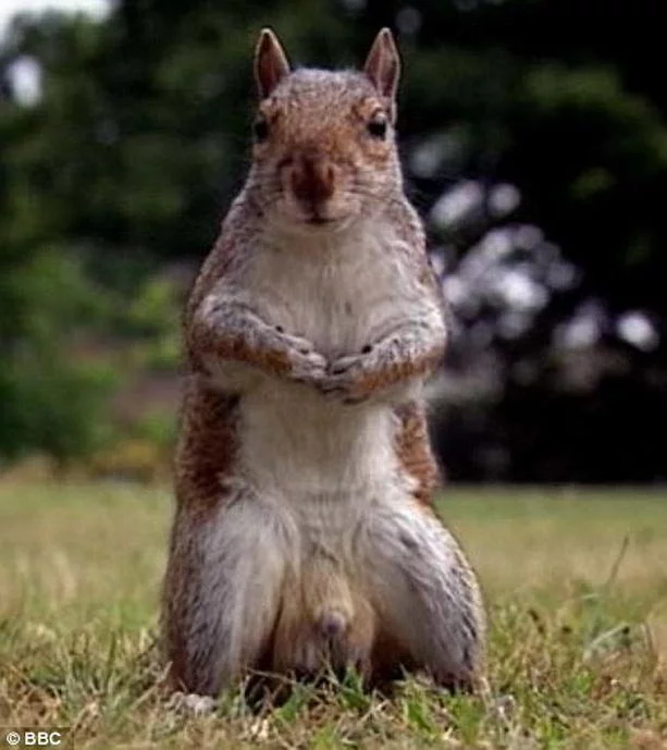 squirrel2.webp