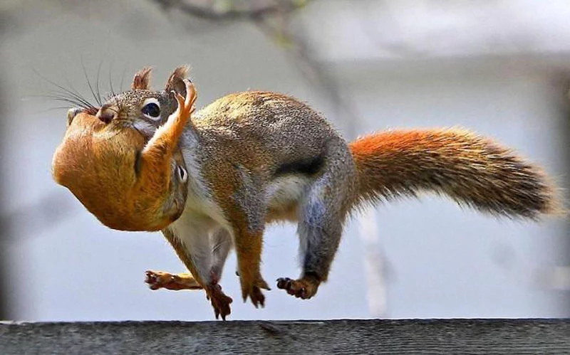 Squirrer.webp