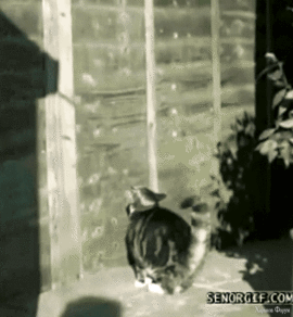 sss-1-gif.14695871