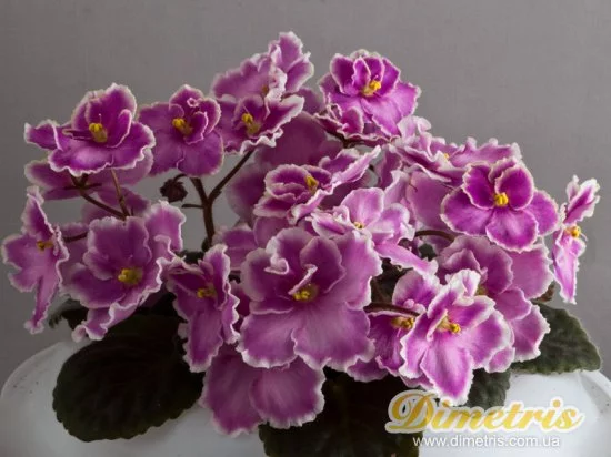 Stayka-babochek_b.webp