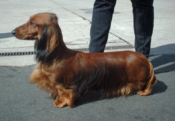 Std_Dachshund_600.webp