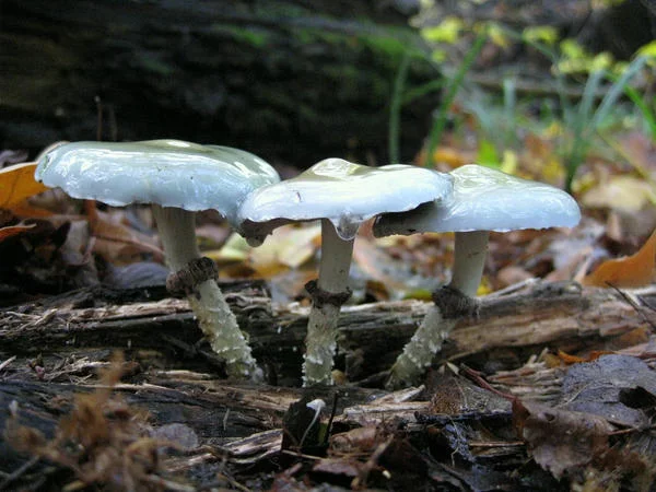 stropharia_aeruginosa__by_a_sha_f-d5i3o1o.webp