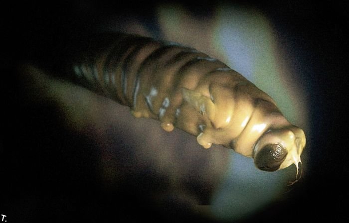stunning_photographs_of_animals_inside_womb_02.jpg