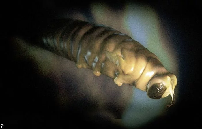 stunning_photographs_of_animals_inside_womb_02.webp
