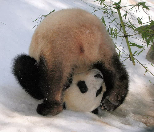 su-lin-panda-playing-in-snow.webp