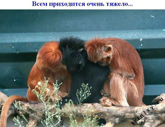 subbota_04.webp