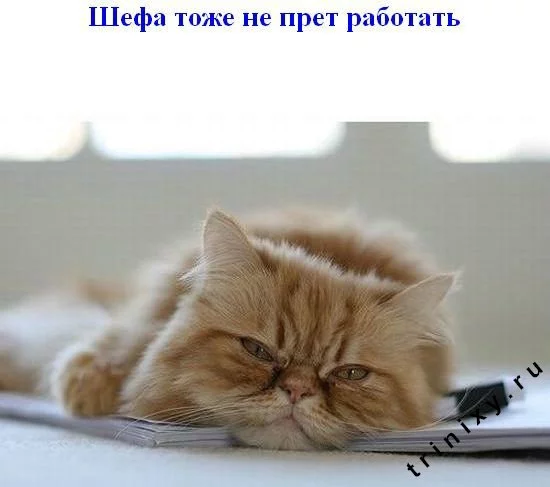 subbota_10.webp