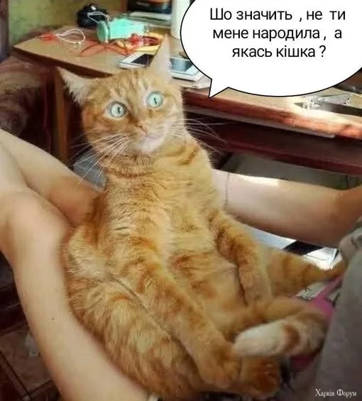 suEPeSI_8QXg7g5A&_nc_zt=23&_nc_ht=scontent.fdnk1-3.jpg