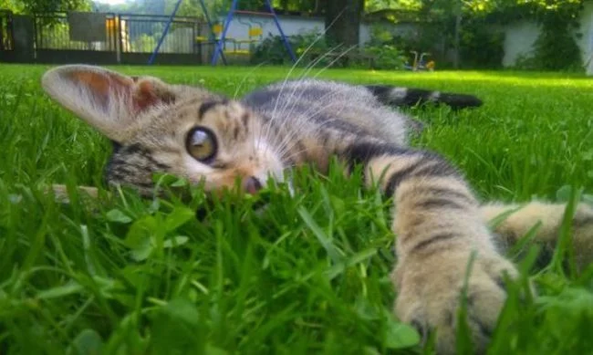 summer-cat.webp