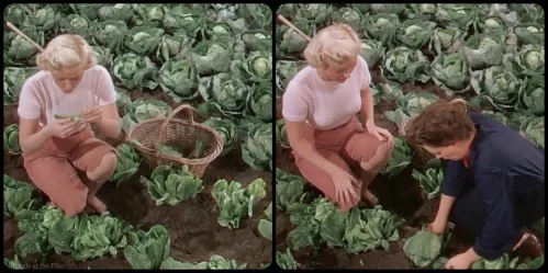 summer-stock-garland-cabbage.webp