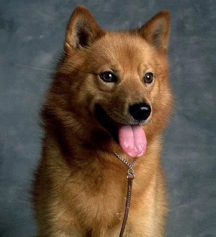 Suomenpystykorva%2BFINNISH%2BSPITZ5.webp