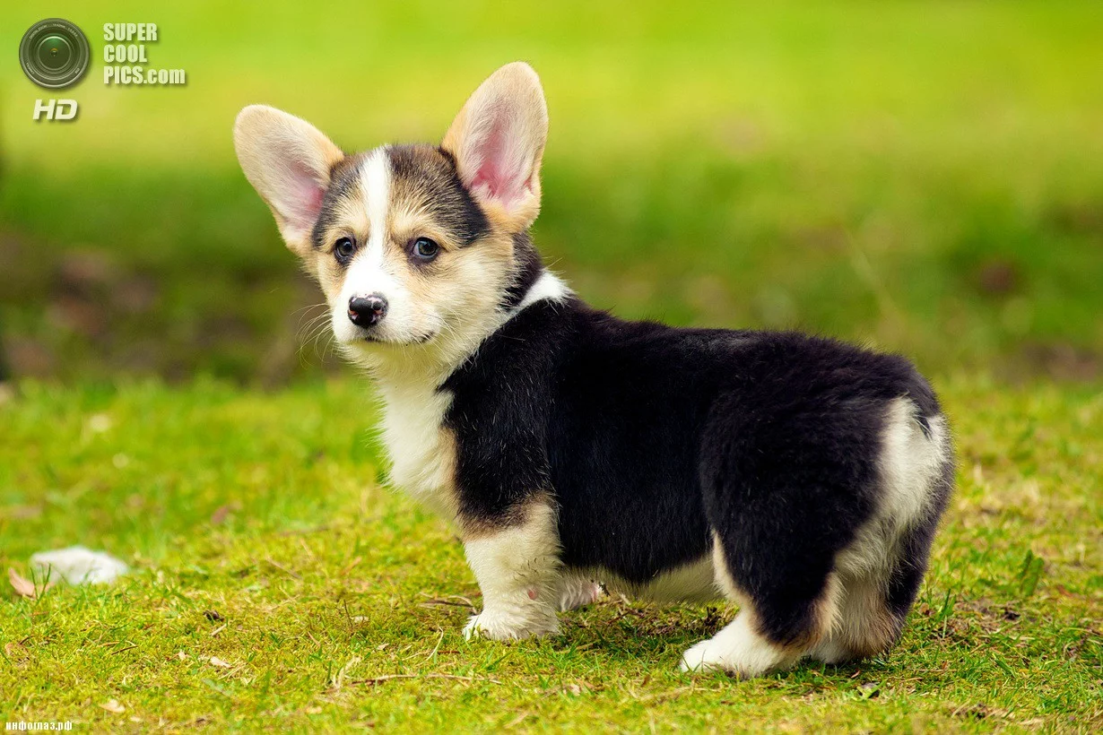 supercoolpics_02_18072013002548.webp