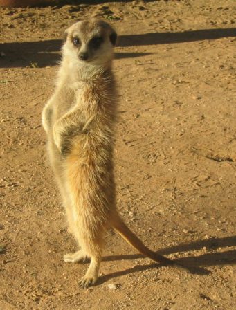 Suricata.jpg