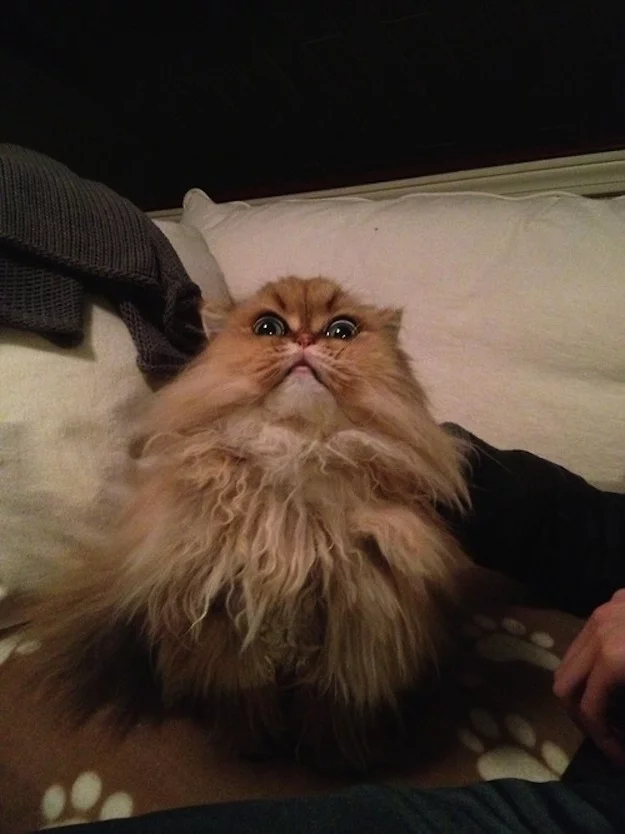 surprised-cat-1.webp