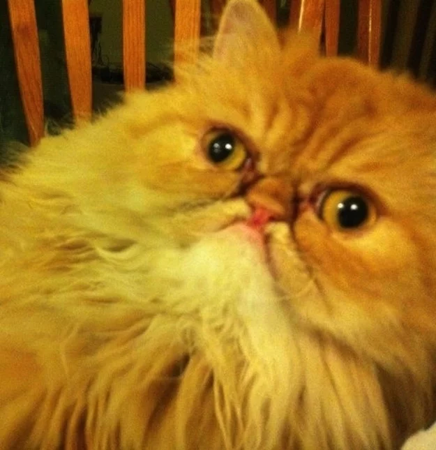 surprised-cat-22.webp