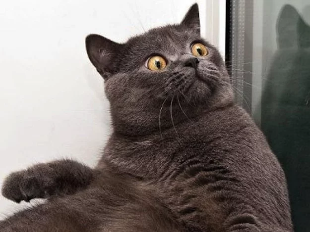 surprised-cat-26.webp