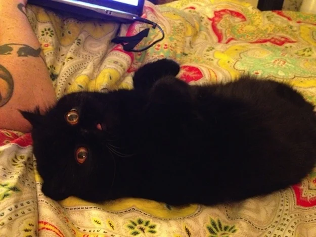 surprised-cat-6.webp