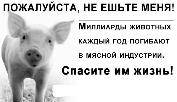 svin.webp