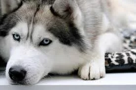 SxfdFrmfCDp_JuvrZJ7NQtd2RkxBBUyF8D_37gHEHdePcGizBi.webp