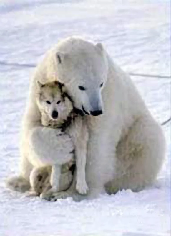 Syberian-Husky_VS_White-Bear_005.webp