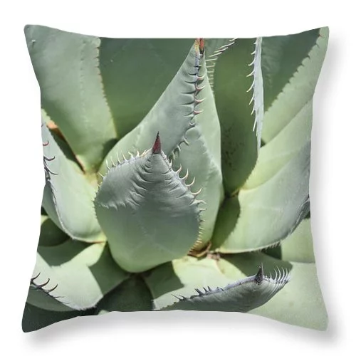 t-up-close-with-spines-along-leaves-dejavu-designs.webp