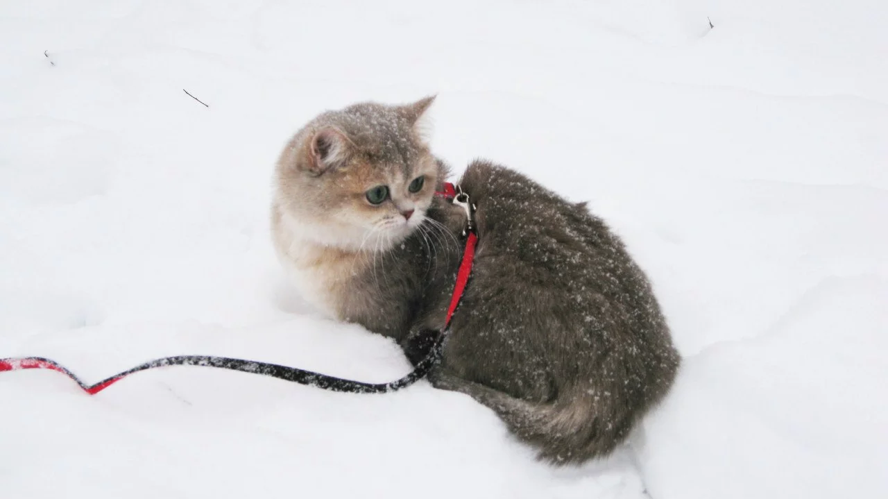 T4bUv8W-L18.webp