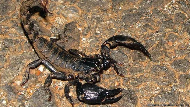 t_black_scorpion_624x351_jayendrachiplunkarccby2.0.webp