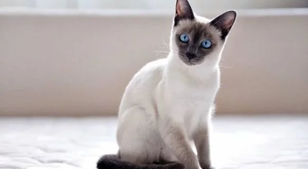 taiskaya-koshka-foto6-600x330.webp