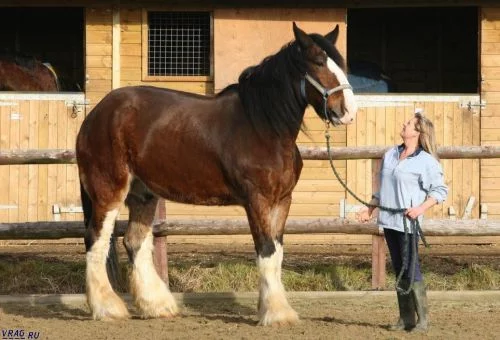 tallest_horse.webp