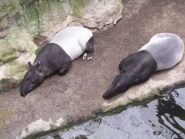 tapir07-620x465.webp