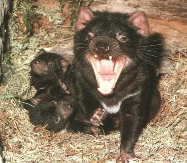 tasmaniiskii-devil01-620x542.webp