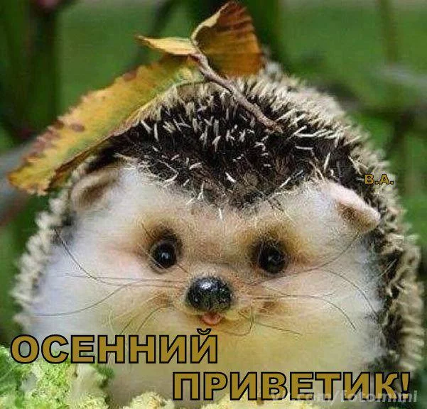 TaWCzAJJWCs.webp